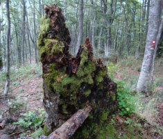 pljesevica_drazen_smit_027