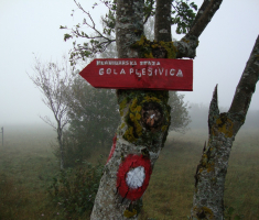 pljesevica_drazen_smit_037