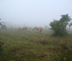 pljesevica_drazen_smit_038