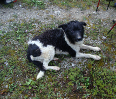 pljesevica_drazen_smit_041