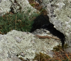 20170910_papuk_025