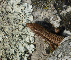 20170910_papuk_027