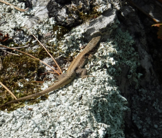20170910_papuk_029