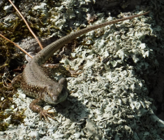 20170910_papuk_030