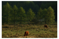 10.10.2009. Papuk