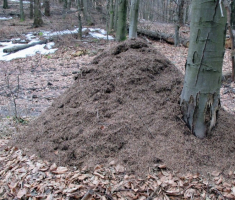 20150111_papuk_027