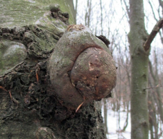 20150111_papuk_029