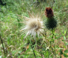 20160911_pozeska_gora_037
