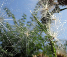 20160911_pozeska_gora_042