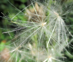 20160911_pozeska_gora_043