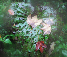 20151011_papuk_027