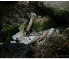mdp2011_00019
