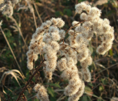 20161211_toplicka_043