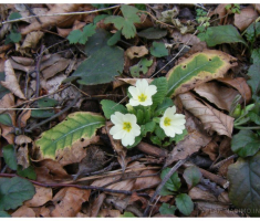 planinarimo_krndija_009