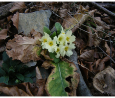 planinarimo_krndija_010