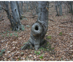 planinarimo_krndija_014