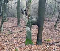 20160315_16_omanovac_015