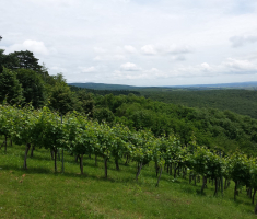 20160612_kutjevo_002