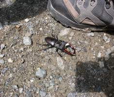 20160612_kutjevo_008