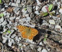 20150912_krndija_038