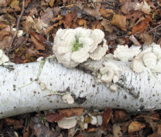 20141012_strazeman_006
