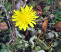 20141012_strazeman_016