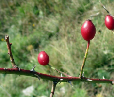 20141012_strazeman_032