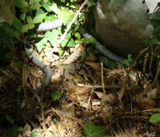 201608_velebit2_007