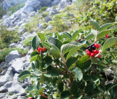 201608_velebit_023