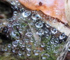 20160313_papucki_jaglaci_024