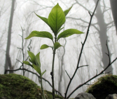 20160313_papucki_jaglaci_053