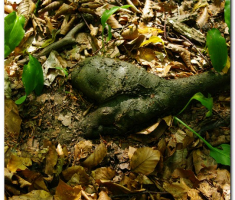 papuk13_025