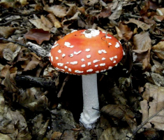 20131013_papuk_004
