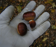 20131013_papuk_007