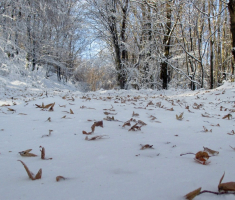 20161113_krndija_018