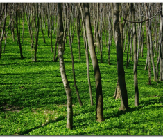 mecsek_sapice_0029