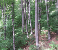 20150614_zen_klupica_008
