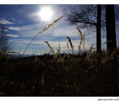 sunce