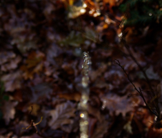 20081214_mdp_2008_027