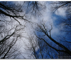 strazeman_00035
