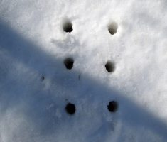 20150215_papuk_018