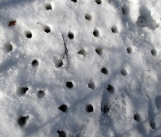 20150215_papuk_019