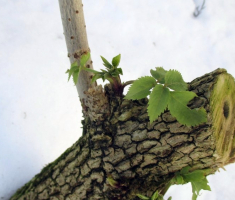 20150215_papuk_033