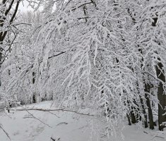 20250215_enosophia_krndija_trail_116