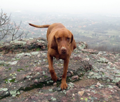 20150315_mecsek_012