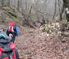 20150315_mecsek_040
