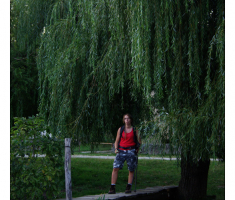 Stara lipa i drveni most