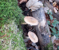 20151115_papuk_007