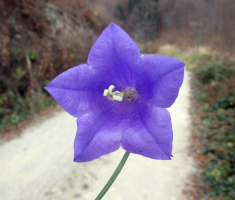20151115_papuk_043
