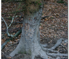 papuk048
